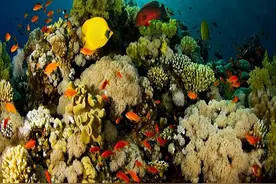 走进海底11034米，人类探索海洋深处，究竟发现了多少神秘生物？图片