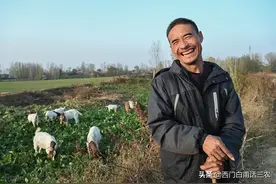 有人说，农村放羊不能在早上，而要在下午，真的假的？看完就明白图片