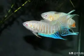 鱼缸角斗士，让我们一起感受下中国斗鱼的飒爽英姿图片