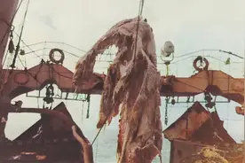 1977年，日本渔船捞出一具“海怪”尸体，是已经灭绝的蛇颈龙？图片