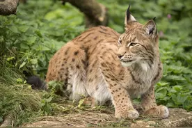 长白山老猎人“猞猁王”讲述猞猁猎捕七计，让你听得毛骨悚然图片