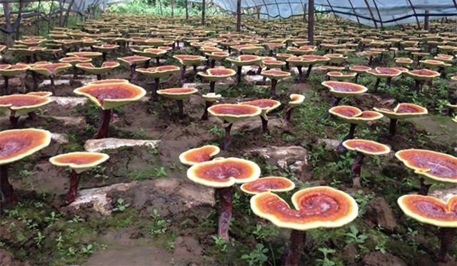 三十一种常见的菌类蘑菇图片