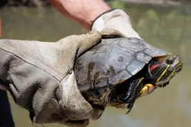 为何巴西龟在起源地没事，来中国就泛滥？它们做了人类曾做过的事图片