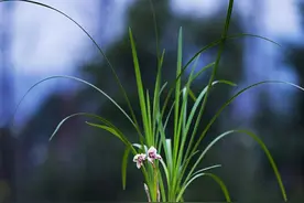 兰花种植问题，花盆太深了，兰花根部矮于花盆可以吗？图片