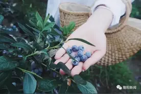 微游 | 明日之后，“莓”好时光怎能没有你！图片