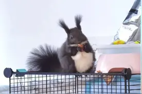 雪地松鼠寿命多久，新手养松鼠要预防的事情图片