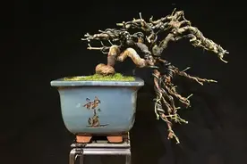 一招“在弯位培育探枝”，盆景既有探枝悬崖之趣又有临水造型之意图片