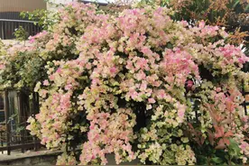 如果你想地栽的三角梅“开爆花”，满足3个条件，后期栽上不用管图片