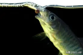 北京一半的鱼消失了图片