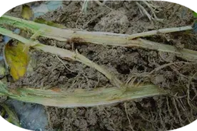 番茄植株“烂根”原因多、“死苗”危害大，精准识别巧防治图片