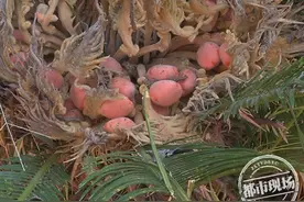 南昌：铁树开花还结果，八旬老太说“头回见”图片