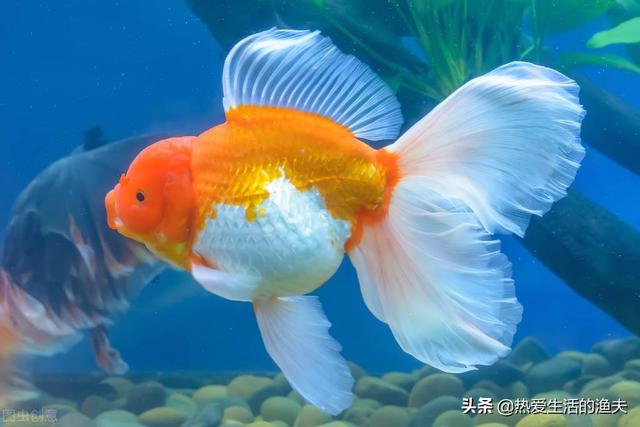 金鱼鱼鳞掉了还能活吗