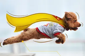 为什么抖音上的狗狗那么“懂事听话”？原来问题出在狗粮上图片