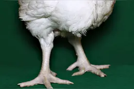 50天的鸡出现瘸腿症状什么原因鸡打呼噜关节肿大是什么病图片