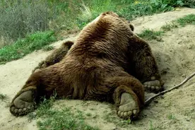 羊杀熊！加拿大灰熊捕猎时不幸被山羊反杀，羊角刺穿腋窝和脖子图片