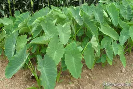 天南星科植物：谁说有毒就不能吃？图片