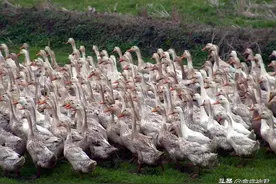 鸭背脖，致死高，肝脏肿大，该如何治疗图片