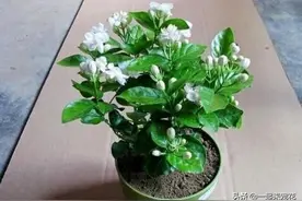 最厉害的养花营养液：给茉莉花喝一勺，花苞呼呼长，清香飘满屋图片