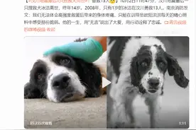 汶川地震最后1只搜救犬离世：曾救13人图片