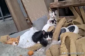 流浪猫喂养7只小猫，仅有两只是亲生，跨越血缘的母爱，一视同仁图片