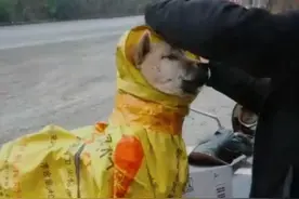 打工结束，主人把流浪狗狗绑在摩托车后面，带它回家，太有爱了图片