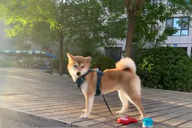 养一只狗狗的清单图片
