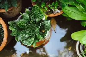 海妈园艺课堂｜夏季暴雨植物被淹如何抢救？这份指南帮你减少损失图片