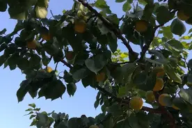 给渭北旱原做务露天杏树的杏农提个醒图片