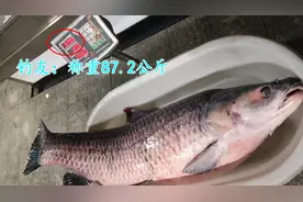 174斤！千岛湖青鱼王被人钓起，可能价值5万，网友：为何不放生？图片