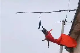 帅气！“飞天犬”跃起3米高，它叫马犬，可以训练成为警犬图片