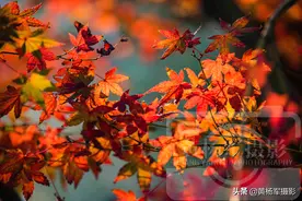 冬日阳光下美丽的鸡爪槭，娇小绚丽的叶子非常迷人，美如花卉图片