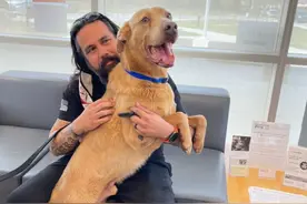 狗狗不慎走丢，5年艰辛流浪，离家1300公里，11岁时有幸再遇主人图片