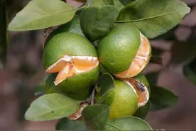 别让果“笑”，钙、硼都没用，妙招是一激素图片