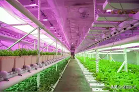 美国印第安纳州中的仓库农场，农场使用循环水培方法全年种植蔬菜图片