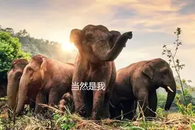 超萌的！“长腿美女象”又生了小宝宝图片