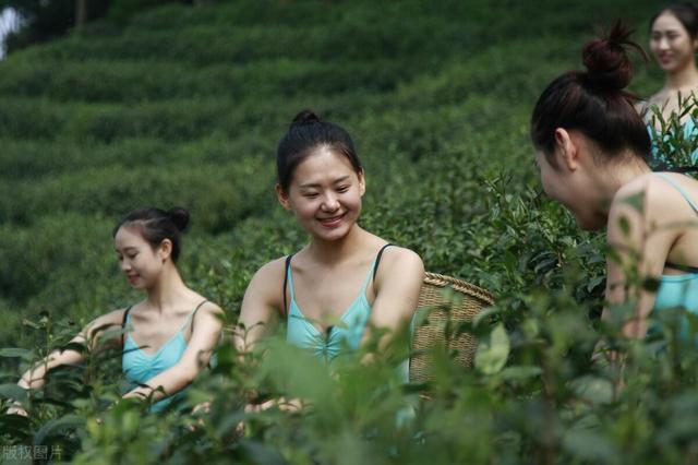用一句话来形容茶叶好喝，味道好，你会怎么说