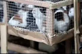 春运路上的特殊乘客，猫狗鸡鸭狐狸白鼠，凑齐一个动物园图片