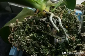 让蝴蝶兰不易烂根的简易做法图片