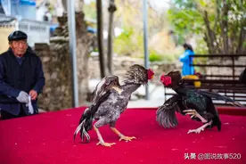 你有多久没看过“斗鸡”了？你希望这种残酷打斗，传承下去吗？图片