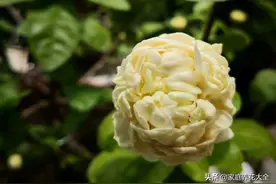 这种茉莉好特别，一朵有80+瓣花，开起来可太美了图片