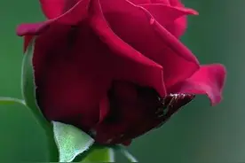 心里有个人图片