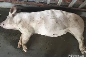 猪胀气一般打什么针？老养猪户分享的治疗方法，学会就能用图片