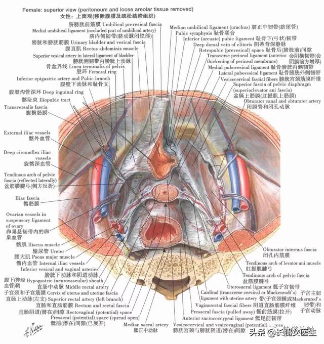女性会阴和盆腔解剖