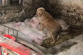 狗狗偷溜进母猪圈，觉得事情不简单，跟过去后，拿起扫把狠打图片
