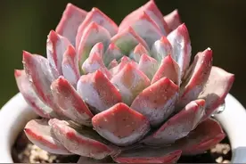 养多肉粉蓝鸟，越狠越容易出状态，养出暗纹颜色红彤彤图片