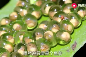 为什么鱼子酱可以那么贵？一口相当于一辆车子？西瓜视频为你揭秘图片