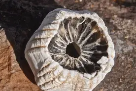 藤壶为什么只敢欺负鲸鱼，不敢寄生在大白鲨身上？图片