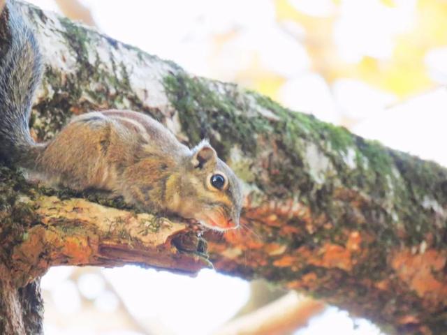 秋风吻尽银杏叶，艳遇醉美帽子峰