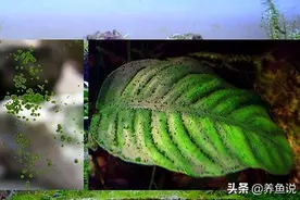 鱼缸长斑藻怎么处理？这藻类戏称“鱼缸难缠藻类三杰”，用这方法图片
