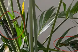 全家头皮发麻：网购盆栽中十条小蛇！孵蛋的母蛇究竟躲在哪里？图片